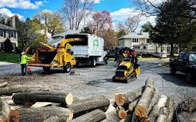 Best Tree Disease Treatment  in Forest Oaks, NC