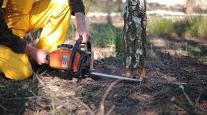  Forest Oaks, NC Tree Services Pros