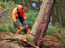 Best Seasonal Cleanup (Spring/Fall)  in Forest Oaks, NC