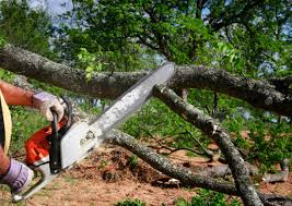 Best Firewood Processing and Delivery  in Forest Oaks, NC