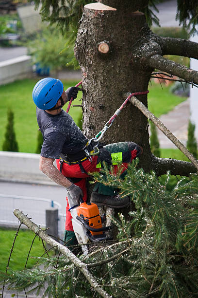 How Our Tree Care Process Works  in  Forest Oaks, NC