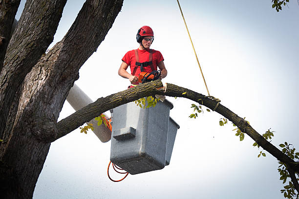 Forest Oaks, NC Tree Services Company