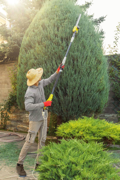 Best Arborist Consultation Services  in Forest Oaks, NC