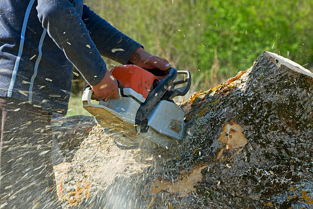 Best Root Management and Removal  in Forest Oaks, NC