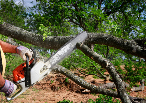 Best Utility Line Clearance  in Forest Oaks, NC